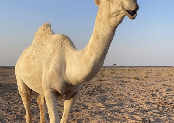 رجل الأعمال “سالم الشويلعي” يقيم مأدبة عشاء على شرف مالك الإبل “مطيع الشويلعي” بعد فوزه بالمركز الأول