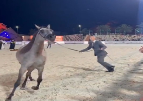برعاية الأمير “عبدالعزيز بن سعد” .. انطلاق منافسات بطولة حائل لجمال الخيل العربية الأصيلة بمشاركة 227 جواداً من مختلف المناطق