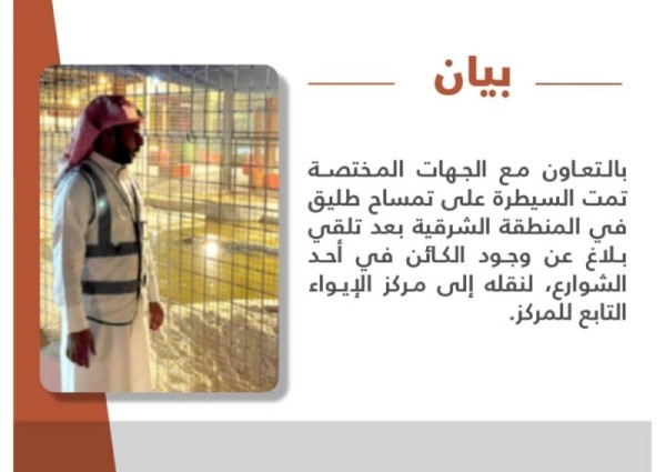 تعليق عاجل من الحياة الفطرية بشأن التمساح الطليق في القطيف