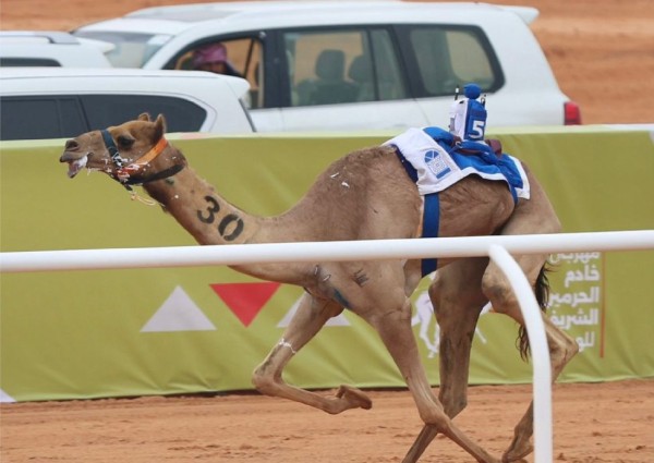 في خامس أيام مهرجان خادم الحرمين الشريفين للهجن: صمله .. تخطف التوقيت الأفضل في الـ “جذاع”