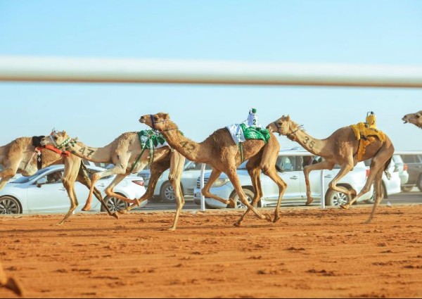 بحضور فهد بن جلوي .. انطلاق مهرجان خادم الحرمين الشريفين للهجن