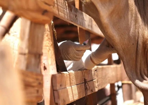 وقاء تبوك” يبدأ حملة التحصين لـ 500 ألف رأس ماشية ضد مرض الحمى القلاعية لعام 2024م