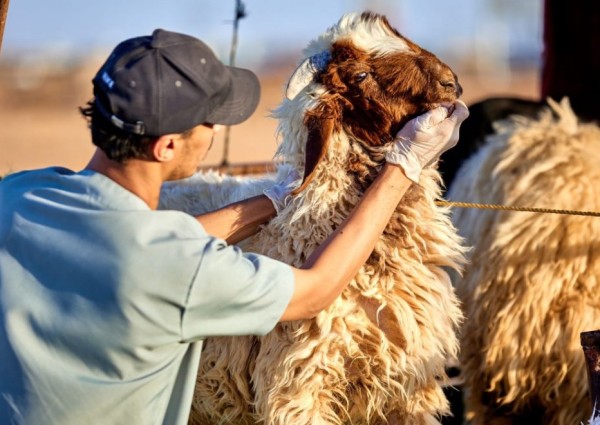 بيئة حائل تنفذ 2092 جولة على أسواق النفع العام والمسالخ خلال شهر مايو 2024