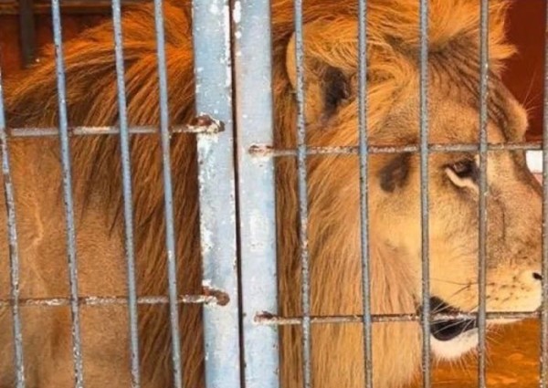 مخالفًا لنظام البيئة وقد تصل عقوبته السجن لـ 10 سنوات .. ضبط مقيم باكستاني لاقتنائه وعرضه 9 كائنات مفترسة ومهددة بالإنقراض في حائل