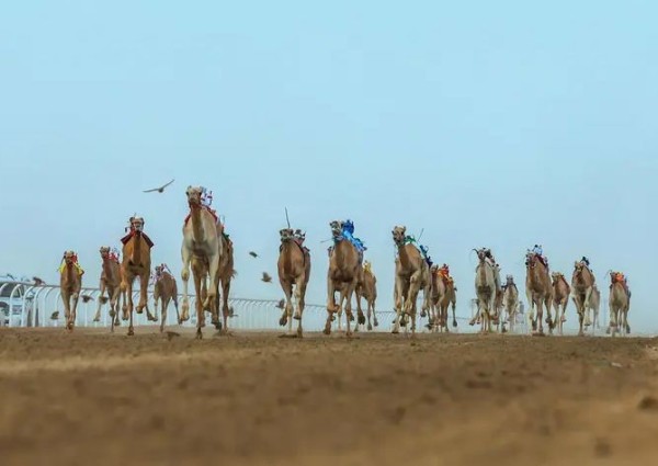 السعوديين يسيطرون على كؤوس مهرجان ولي العهد