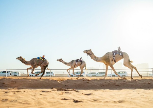 ملاك السعودية في صدارة مهرجان خادم الحرمين الشريفين للهجن