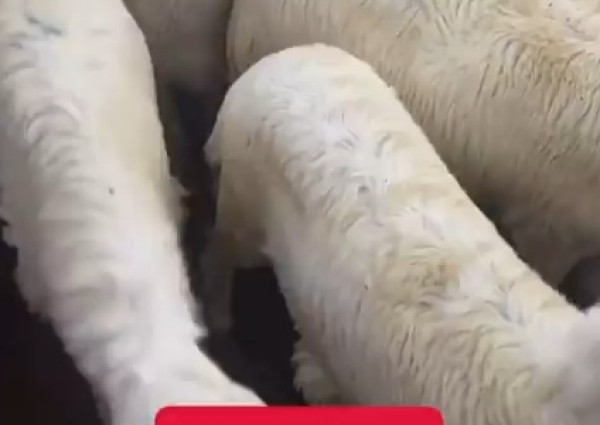 بالفيديو.. “مختص في الثروات الحيوانية” يرصد حالة أسواق الماشية: إقبال على الطليان والرخال النظيفة والأسعار تبدأ من 1160 ريالًا