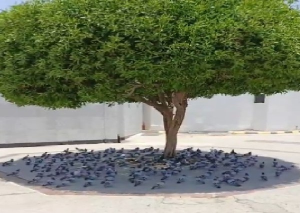 في مشهد مؤثر.. أسراب الحمام تلجأ لظل شجرة هروبًا من حرارة مكة