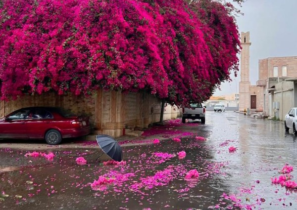 الدكتور عبدالله المسند: “الجهنمية” ليست مجرد شجرة.. بل عباءة من الجمال تنثر الحياة بعد المطر