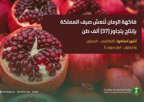 الرمان السعودي يتألق في الصيف بإنتاج يتجاوز 37 ألف طن.. ودعم لتعزيز الأمن الغذائي والاكتفاء الذاتي