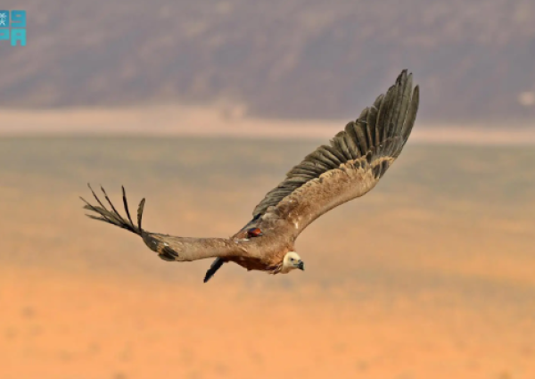 نسور أوراسية تقطع 245 ألف كيلومتر عبر 8 دول.. محمية الأمير محمد بن سلمان تكشف بيانات تتبّع غير مسبوقة