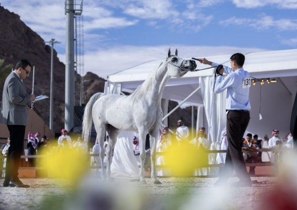 الخميس انطلاق بطولة حائل الدولية لجمال الخيل العربية بمشاركة 315 رأسًا