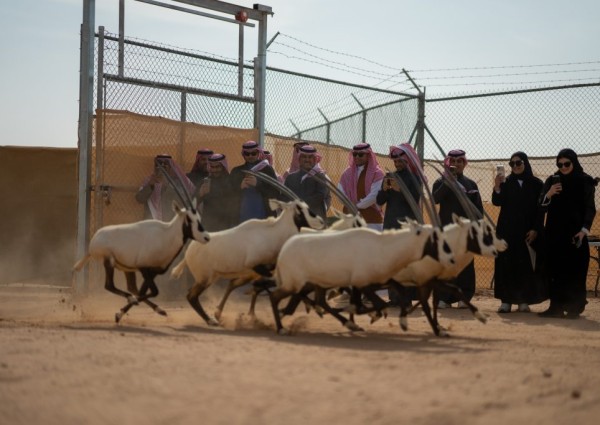 مركز الحياة الفطرية يطلق ٦١ كائناً فطرياً بمحمية الملك خالد الملكية ضمن برامج الإكثار وإعادة التوطين
