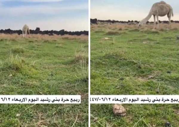 «مشاهد طبيعية خلابة».. بالفيديو.. الربيع يزهر في حرة بني رشيد غرب الحائط بعد هطول الأمطار الغزيرة