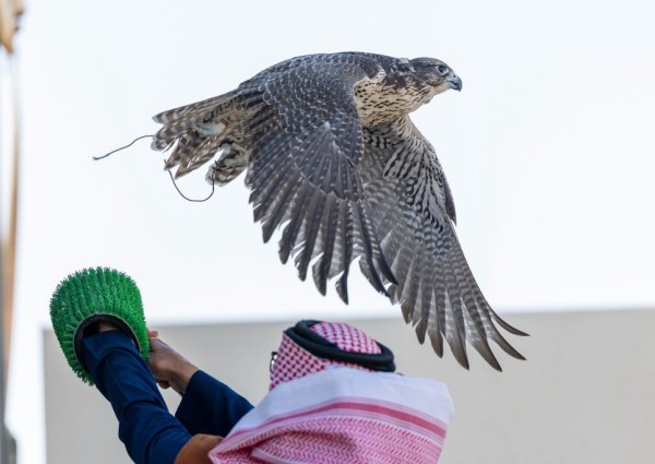 مهرجان الصقور بالشمالية.. محمية الإمام تركي بن عبدالله تستعرض وجهاتها السياحية وتنوعها البيئي