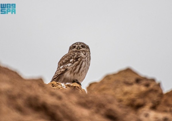 رصد “أم قويق” في الحدود الشمالية