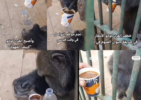 قرد مصري يخطف الأنظار.. يشرب القهوة ويبردها قبل ارتشافها (شاهد)