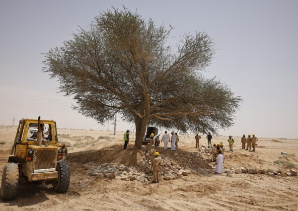 في وقت قياسي.. فريق فني يعيد “طلحة الدوادمي” إلى جذورها بعد سقوطها نتيجة الأمطار