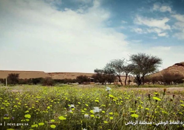 بأكثر من 200 ألف شجرة.. متنزه “الغاط الوطني” يتصدر الوجهات الطبيعية في منطقة الرياض (شاهد)