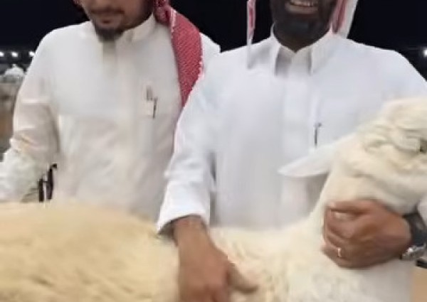 مربي الأغنام “طلال المقاطي” يكشف سر تميّز حلاله: تطوير مستمر وتمسّك بالسلالة الحريّة الأصيلة