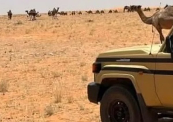 ضبط مواطنين ارتكبا مخالفات بيئية.. وغرامات تصل إلى 31.5 ألف ريال