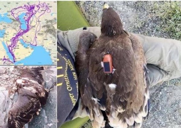 العثور على نسر ميت على ظهره جهاز تتبع في جازان يثير جدلا واسعا!