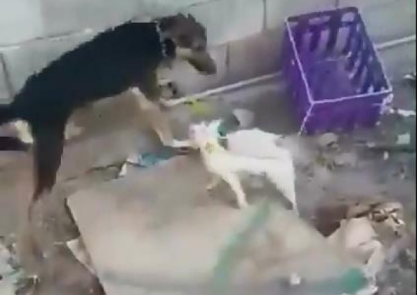 فيديو صادم لشخص يعذب القطط بالكلاب.. و”البيئة” تعلن الإطاحة به