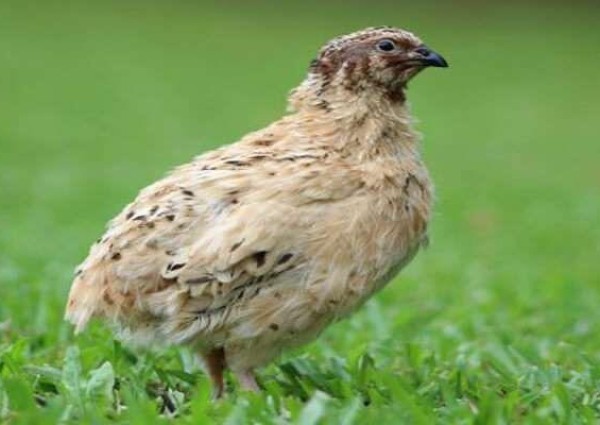 فيديو.. تبوك تنتج وتصدر 30 مليوناً من طيور السمّان سنوياً