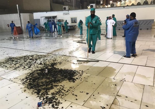 مختص يؤكد: لا خطر من “صرصور الحقل” المنتشر بمكة.. والحذر من أكل جراد الأفلاج