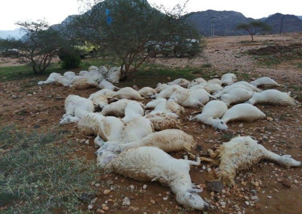 صاعقة رعدية تتسبب في نفوق 61 رأساً من الضأن في بارق