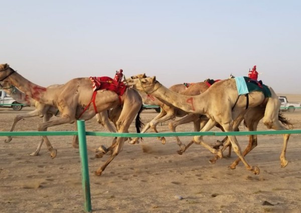 محافظ املج يرعى سباق الهجن بميدان الحوراء مناسبة العيد