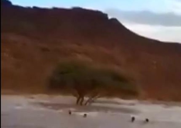 الدفاع المدني ينشر مقطع فيديو لمستهترين بالسيول.. ويوجه رسالة لهم