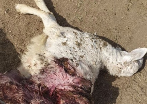 بالصور..“كلاب ضالة” ترتكب مجزرة وتفترس قطيع أغنام في الطائف