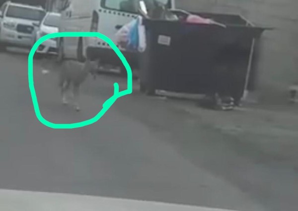 مواطن يوثق تجول ذئب داخل أحياء الطائف.. والدوريات الأمنية تمشط الحي بحثاً عنه