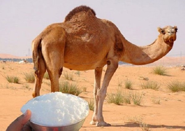 هل هناك علاقة بين حليب الإبل وأمراض الشرايين؟.. «النمر» يجيب