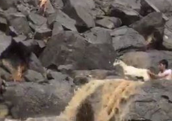 شاهد.. شبان ينقذون ماعزاً احتجزتها السيول بين صخور وعرة في نجران