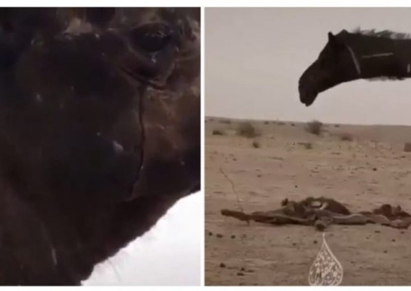 شاهد: ناقة “سوداء” تذرف دموعها حزناً على صغيرها