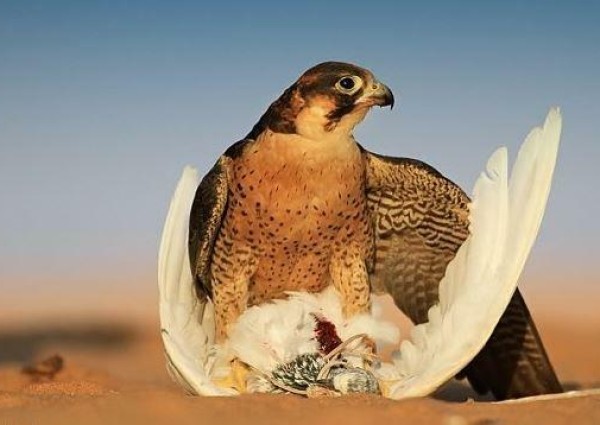 للمرة الأولى.. إقامة “معرض الصقور والصيد” بالمملكة.. وهذه تفاصيل الفعالية