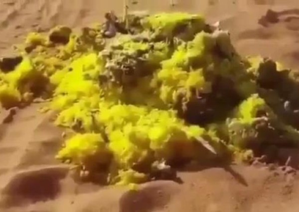 شاهد..بقايا طعام ومخلفات عديدة تركها متنزهون بأحد المتنزهات البرية