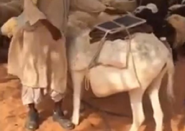 “الحاجة أمّ الاختراع”.. راعي أغنامٍ يستعين بلوح طاقة شمسية على حمار لشحن أجهزته النقالة (فيديو)