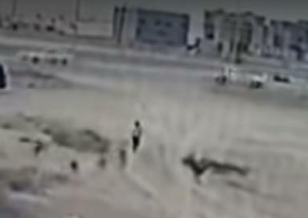 بالفيديو.. كلاب ضالة تهاجم طفلًا في أثناء عودته من المدرسة