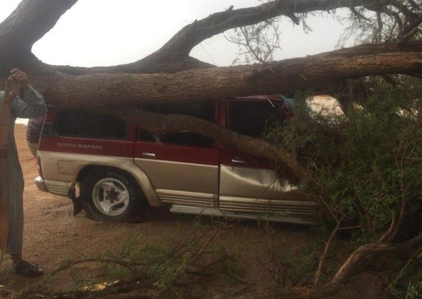 نجاة مواطن من موت محقق بعدما وقعت على مركبته شجرة عملاقة بالقصيم (فيديو وصور)