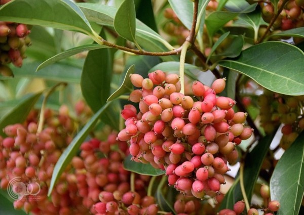 هذا المشروب بديل للقهوة والشاي.. وبفوائد مذهلة