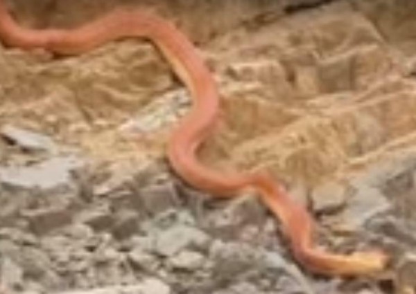 بالفيديو.. أفعى ضخمة في عقبة ضلع بعسير