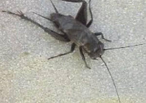 “أمانة جدة” توضح حقيقة ما يتم تداوله حول انتقال حشرة “صرار الليل” من مكة إلى جدة