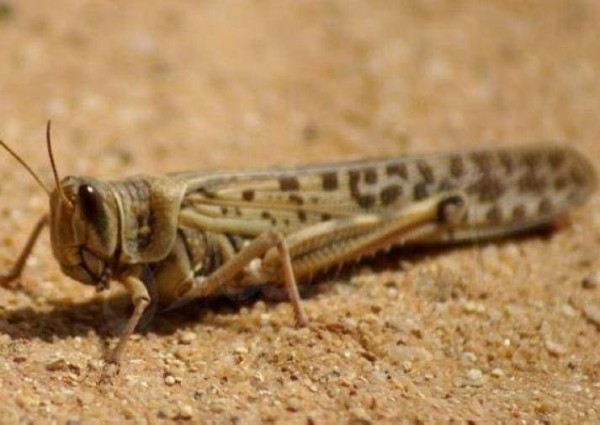 “البيئة” تكافح أسراب الجراد الصحراوي على مساحة 960 هكتاراً في محافظتي الأفلاج والسليل