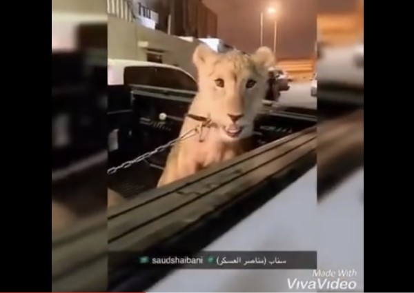 شاهد.. القبض على أخطر مروجي المخدرات وبحوزته أسد و11 كلباً بوليسياً بالرياض