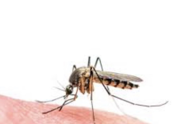 “الناموس” يهاجم قرية صنبة.. والمواطنون يطالبون بسيارات “الرش”