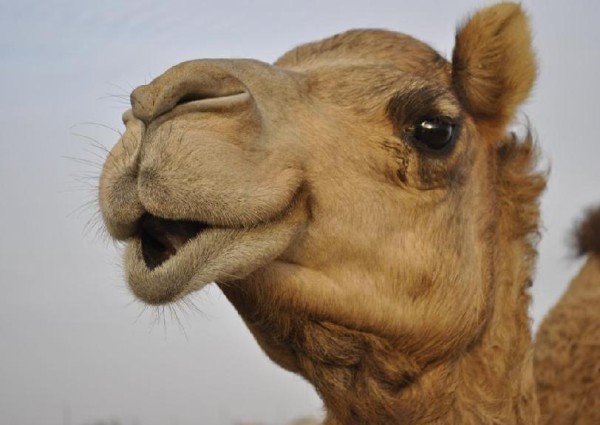 جمل غاضب يفاجئ راعيه و يكسر رقبته ويقذفه لعدة أمتار في عفيف.. وهذا ما فعله أبناء مالك الإبل!