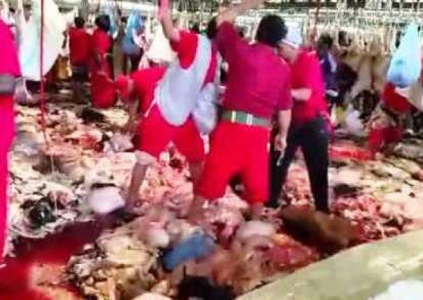 بعد فيديو تكدس الذبائح.. أمير مكة يوجه بإغلاق مسلخ المعيصم بشكل نهائي